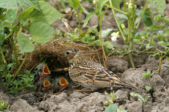 Skylark with young in a crop of organic french beans © Nicholas Watts,  Vine House Farm Bird Food